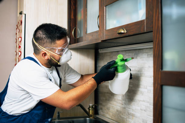 Best Flea Control Services  in La Feria, TX