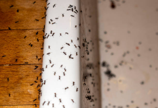 Best Pest Removal Services  in La Feria, TX