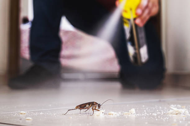 Spider Control Near Me in La Feria, TX